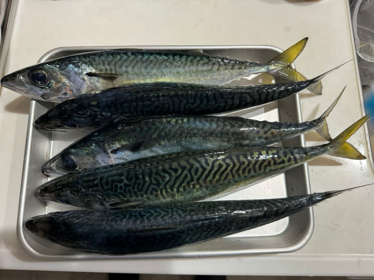 ぱらさんさんの釣果 2枚目の画像