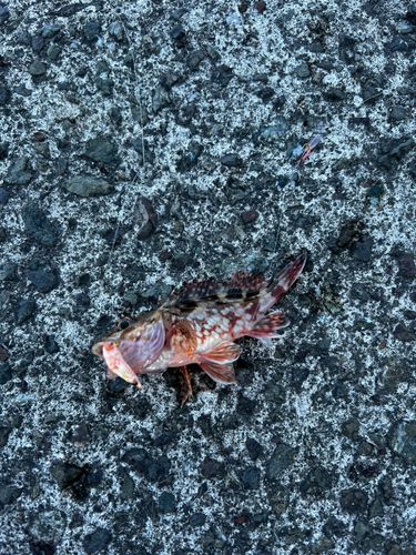 アラカブの釣果