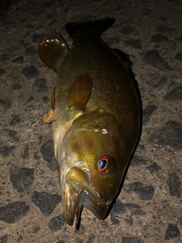 スモールマウスバスの釣果