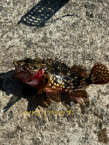 アラカブの釣果