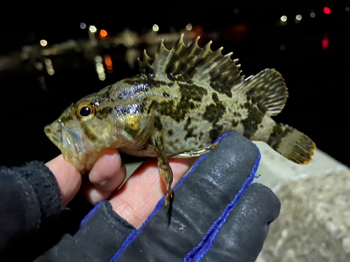 タケノコメバルの釣果