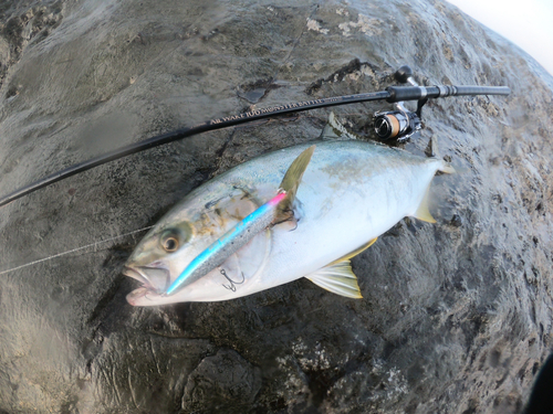 ヒラマサの釣果