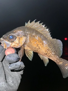 メバルの釣果