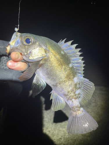 シロメバルの釣果