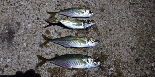 アジの釣果