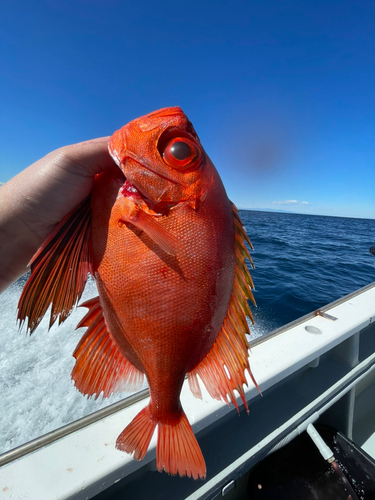 チカメキントキの釣果