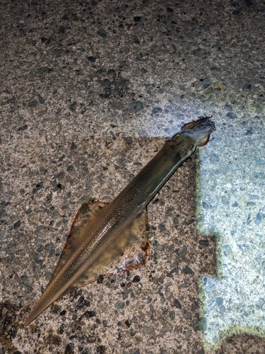 ヤリイカの釣果