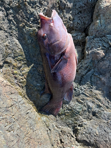 カンダイの釣果