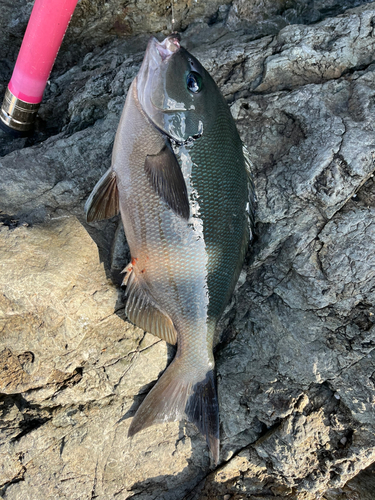 オナガグレの釣果