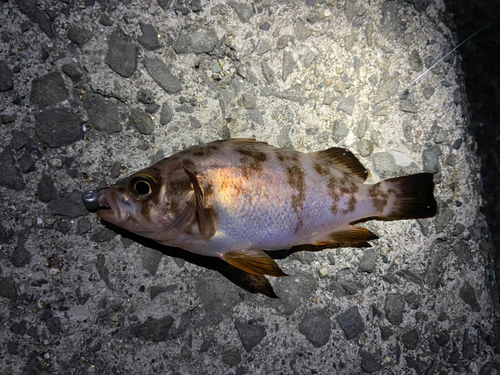 メバルの釣果