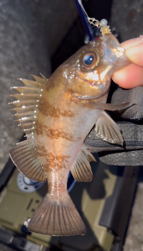 メバルの釣果