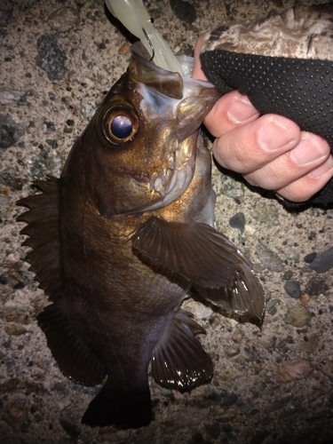 シロメバルの釣果