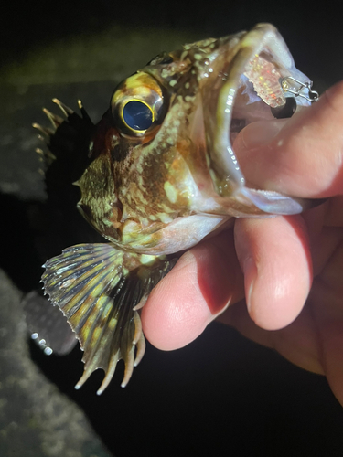 ガシラの釣果