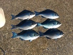 オナガグレの釣果