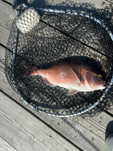 マダイの釣果