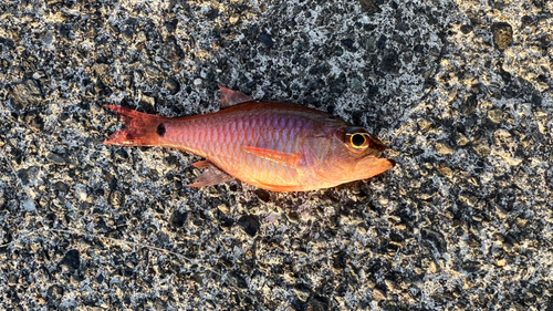 ネンブツダイの釣果