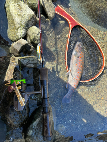 アマゴの釣果