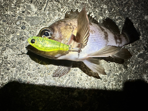 アカメバルの釣果