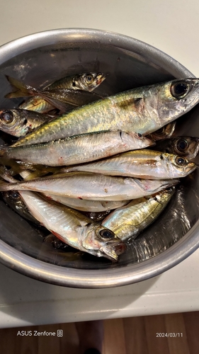 サバの釣果