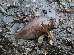 ソイの釣果