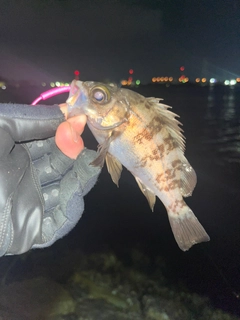 メバルの釣果