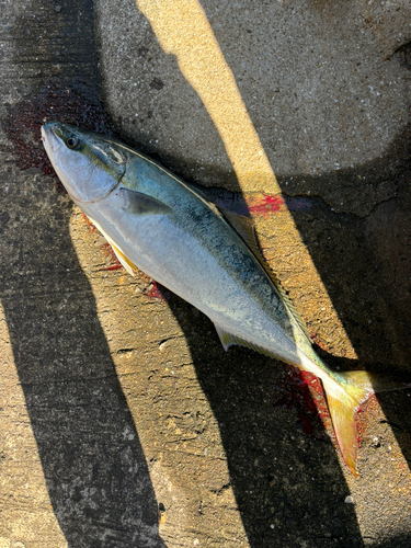 ヤズの釣果