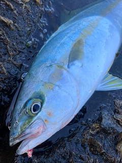 ヒラマサの釣果