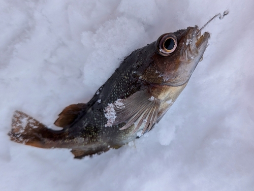 ガヤの釣果