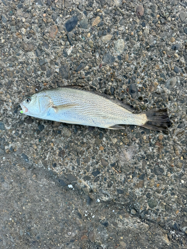 イシモチの釣果