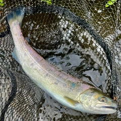 ヤマメの釣果