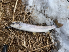 アメマスの釣果