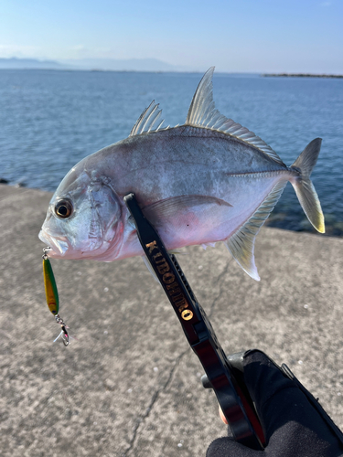 メッキの釣果