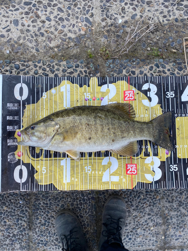 スモールマウスバスの釣果