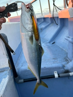 イナダの釣果