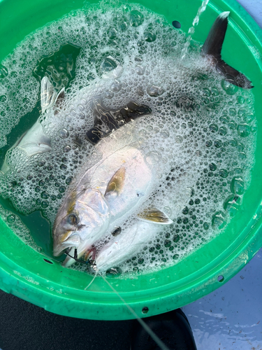 ショゴの釣果