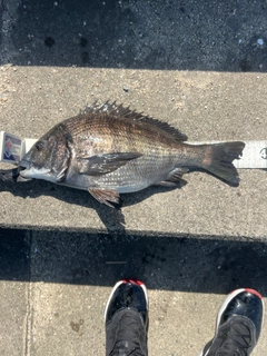 クロダイの釣果