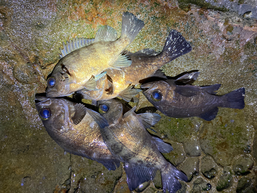 シロメバルの釣果