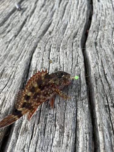 カサゴの釣果