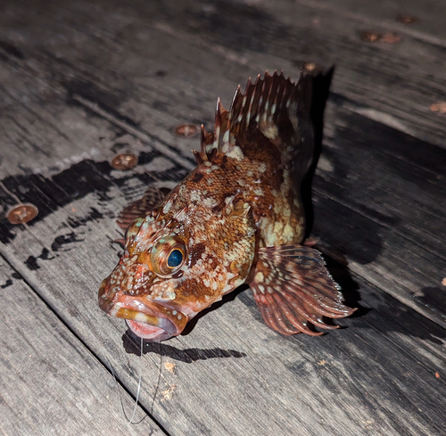 カサゴの釣果