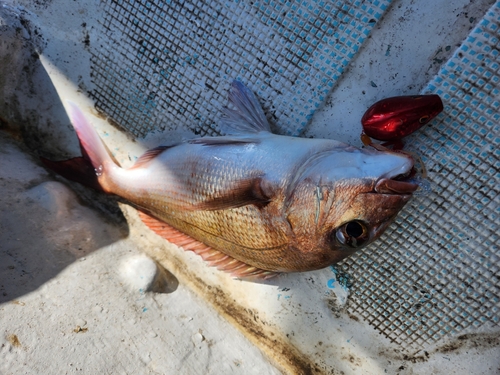 タイの釣果