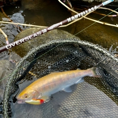 ヤマメの釣果