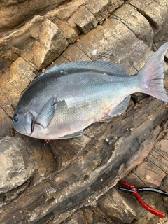 オナガグレの釣果