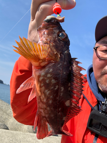 カサゴの釣果