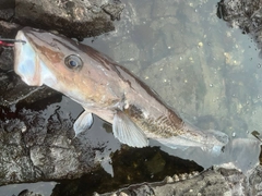 タラの釣果