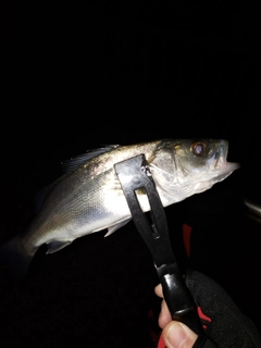 セイゴ（マルスズキ）の釣果