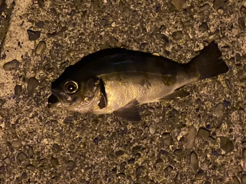 メバルの釣果