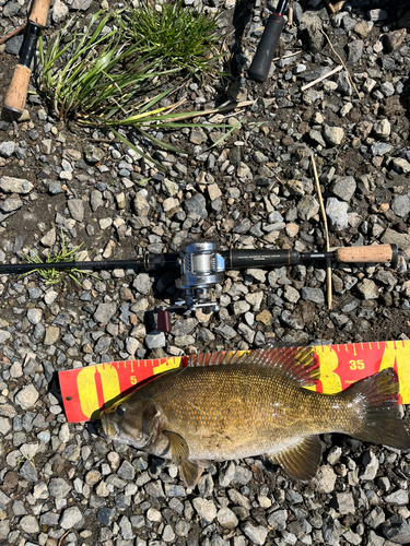 スモールマウスバスの釣果