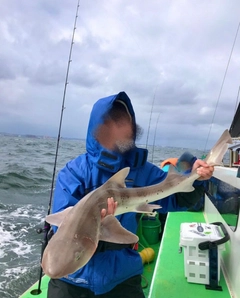 ドチザメの釣果