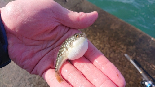 コモンフグの釣果