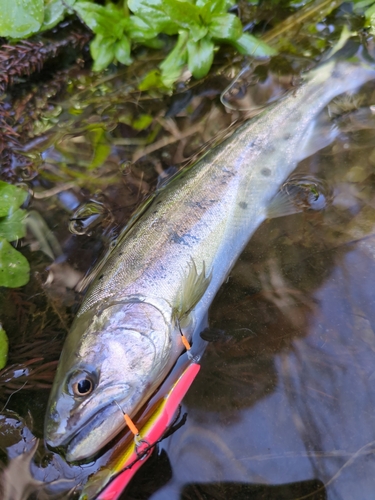 ヤマメの釣果